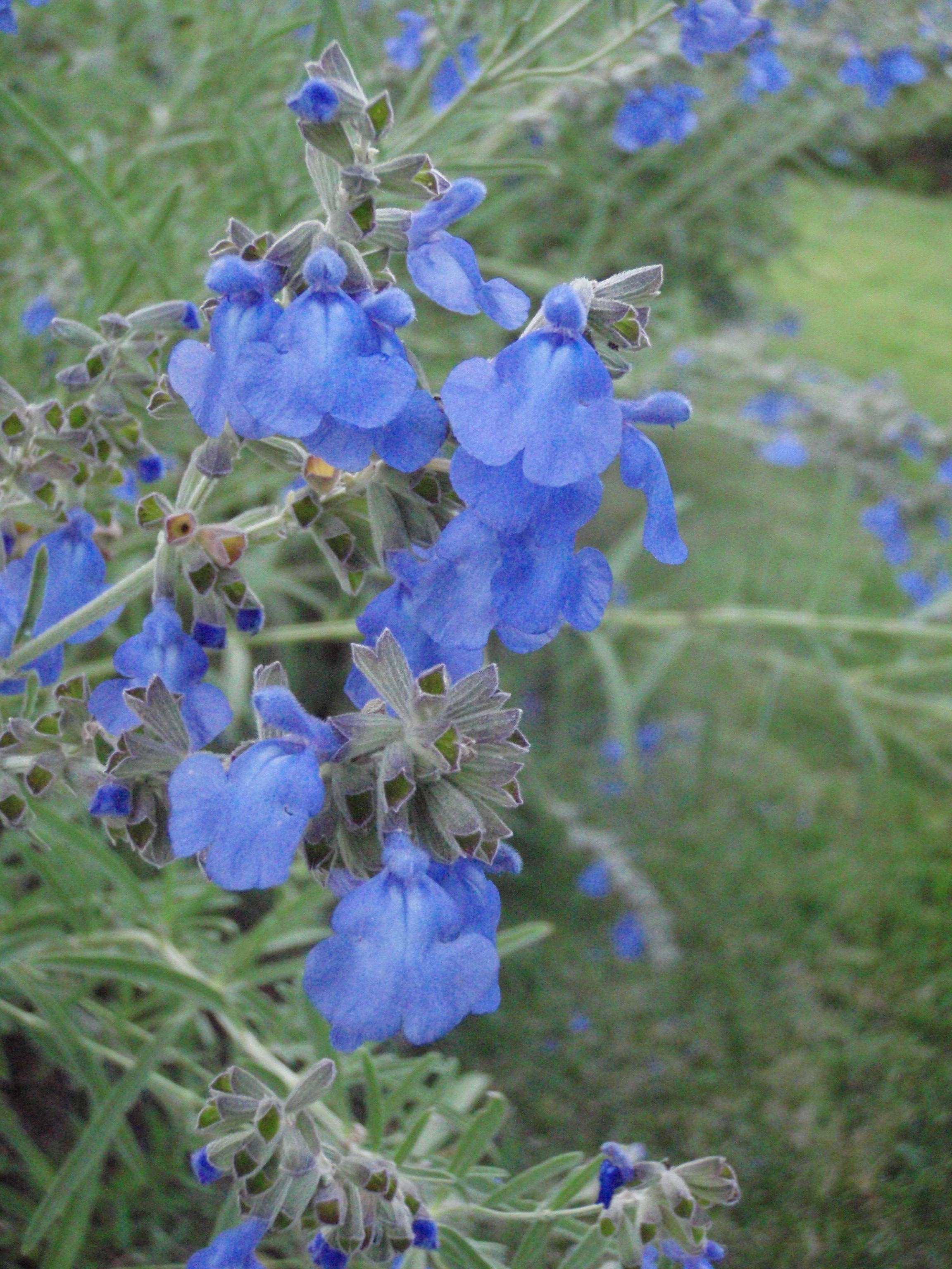 Salvia
                Pictheri